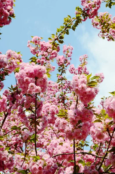 Flor Cerezo Japonés Primavera — Foto de Stock