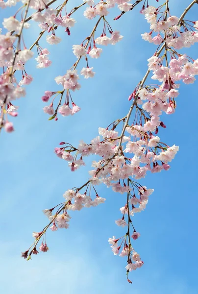 Flor Cereja Japonesa Primavera — Fotografia de Stock