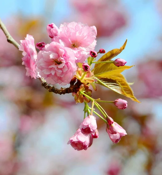 Japanese Cherry Blossom Spring — Stock Photo, Image