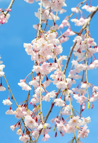 Japanese Cherry Blossom Spring — Stock Photo, Image