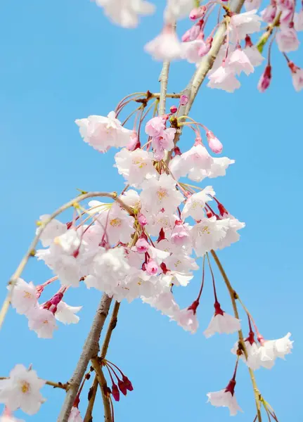 Japanese Cherry Blossom Spring — Stock Photo, Image