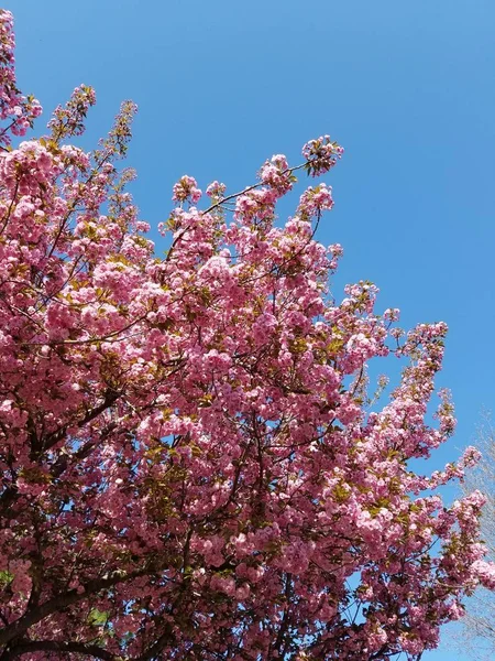 Flor Cereja Japonesa Primavera Fotografias De Stock Royalty-Free