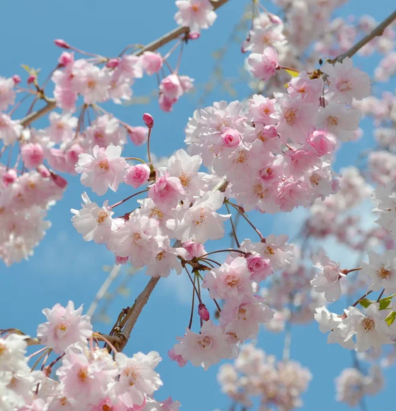 Japanese Cherry Blossom Spring — Stock Photo, Image