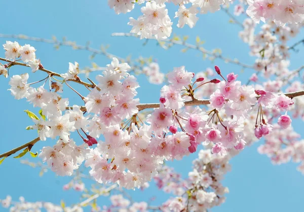 Japanese Cherry Blossom Spring — Stock Photo, Image