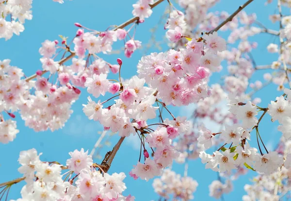 Japanese Cherry Blossom Spring — Stock Photo, Image