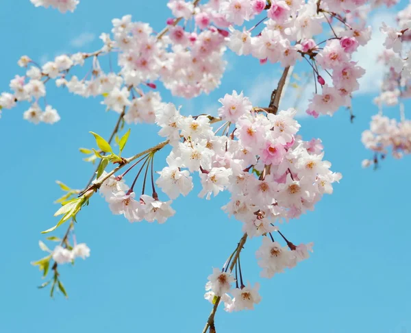 Japanese Cherry Blossom Spring — Stock Photo, Image