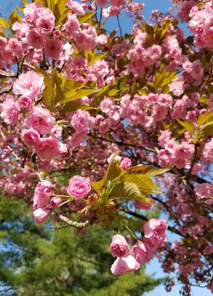 Closeup Dogwood Tree Blossoms — Stock Photo, Image