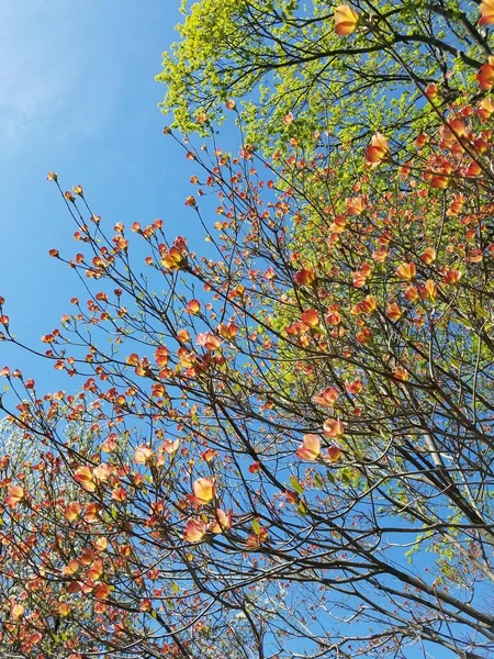 Closeup Dogwood Árvores Flores — Fotografia de Stock