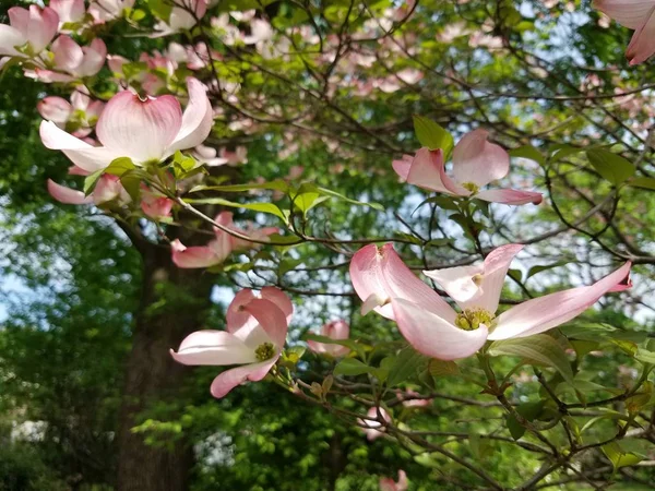 Closeup Dogwood Tree Blossoms — Stock Photo, Image