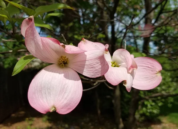 Closeup Dogwood Árvores Flores — Fotografia de Stock