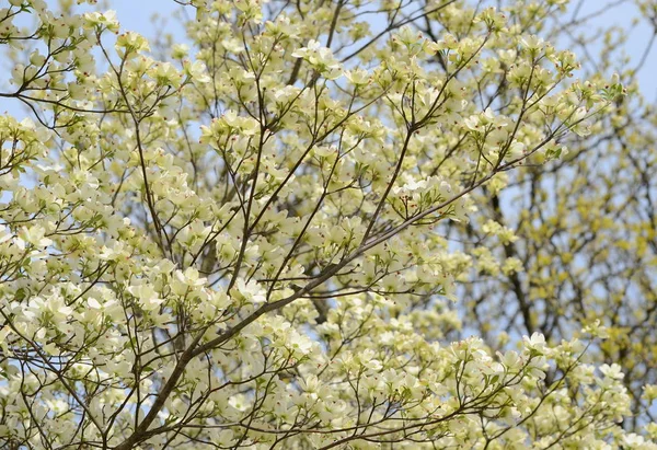 Closeup Dogwood Árvores Flores — Fotografia de Stock