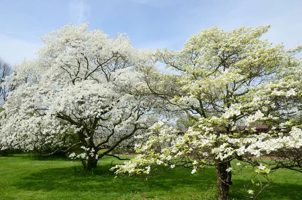 Closeup Dogwood Tree Blossoms — Stock Photo, Image