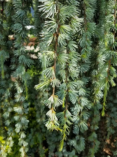 Pino Nel Parco — Foto Stock