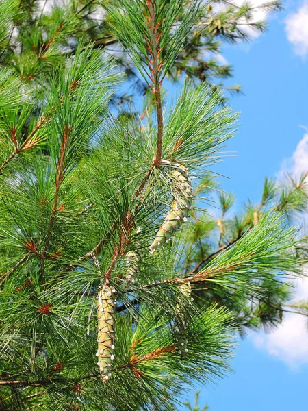 Dennenboom Het Park — Stockfoto