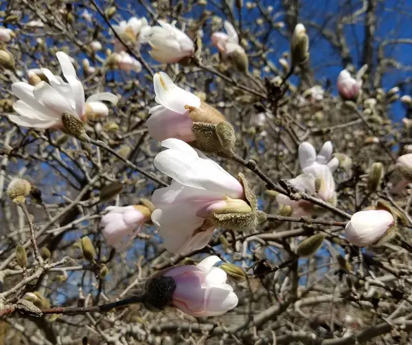 Zakwit Magnolii Bliska — Zdjęcie stockowe