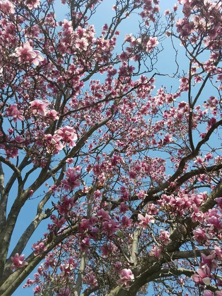 Närbild Magnolia Träd Blomma — Stockfoto