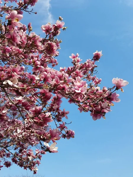 Closeup Magnolia Tree Blossom — Stock Photo, Image