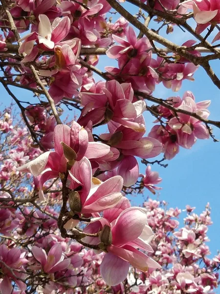 Primer Plano Magnolia Flor Árbol — Foto de Stock