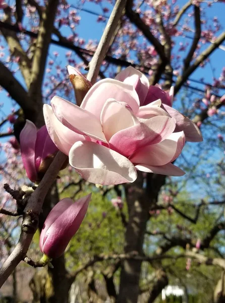 Closeup Magnolia Tree Blossom — Stock Photo, Image