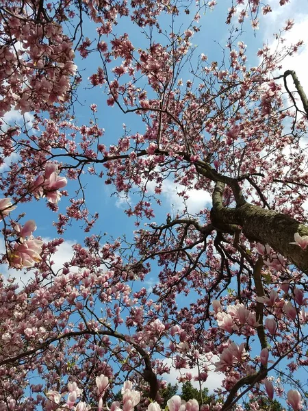 Närbild Magnolia Träd Blomma — Stockfoto