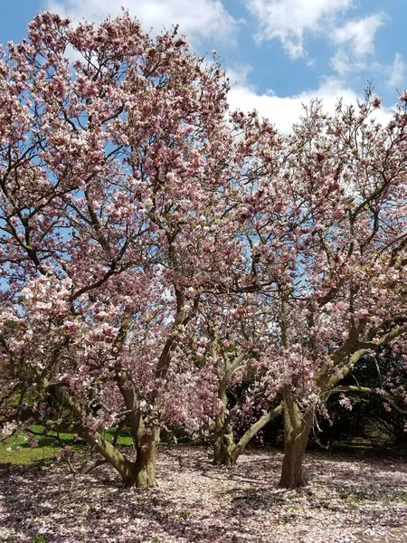 Närbild Magnolia Träd Blomma — Stockfoto