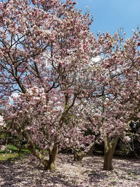 Close Magnolia Boom Bloesem — Stockfoto