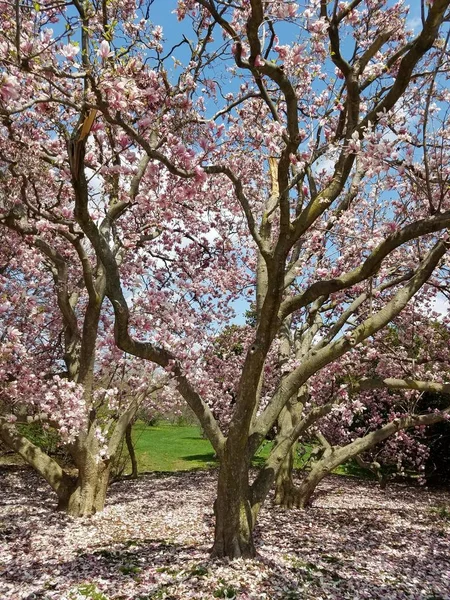 Closeup Magnolia Tree Blossom — Stock Photo, Image