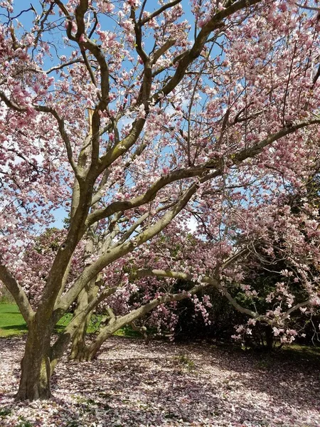 Närbild Magnolia Träd Blomma — Stockfoto