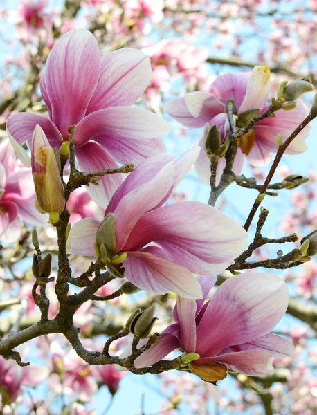 Primer Plano Magnolia Flor Árbol — Foto de Stock