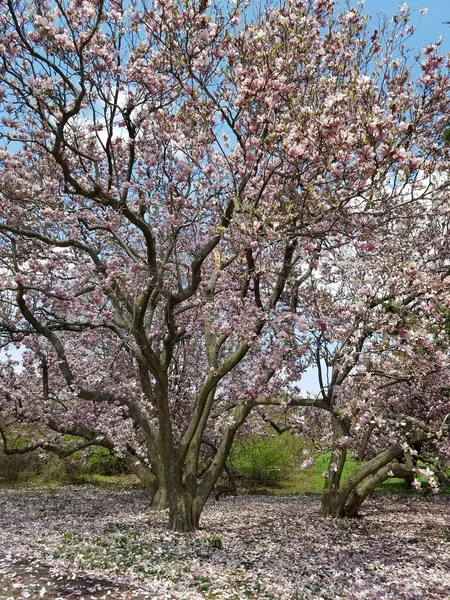 Close Magnolia Boom Bloesem — Stockfoto