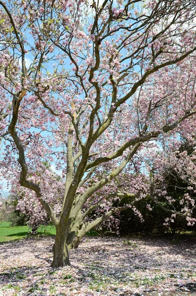 Närbild Magnolia Träd Blomma — Stockfoto