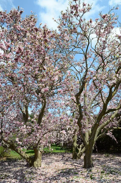 Yakın Çekim Manolya Ağacı Çiçeği — Stok fotoğraf