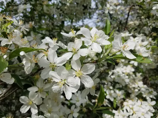 Яблуня Цвіте Саду — стокове фото