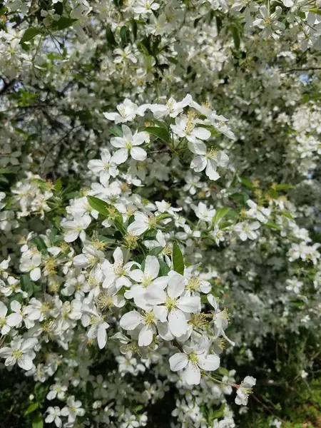 Appel Bloesem Van Boom Tuin — Stockfoto