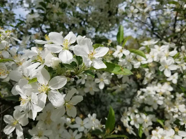 Appel Bloesem Van Boom Tuin — Stockfoto