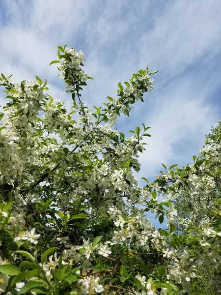 Apple Tree Virágok Kertben — Stock Fotó