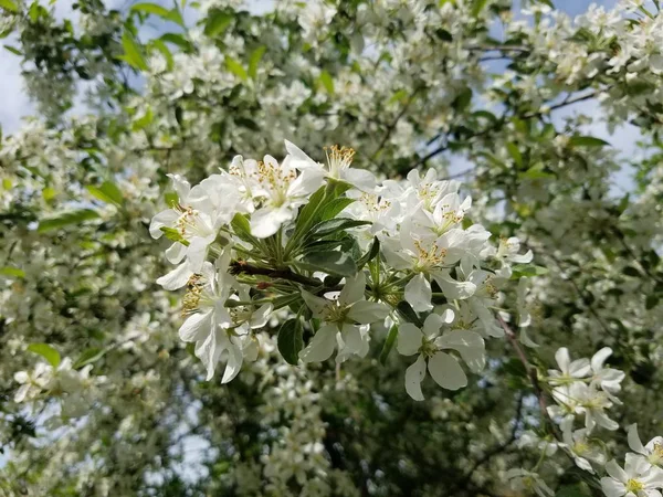 Pommier Fleurit Dans Jardin — Photo