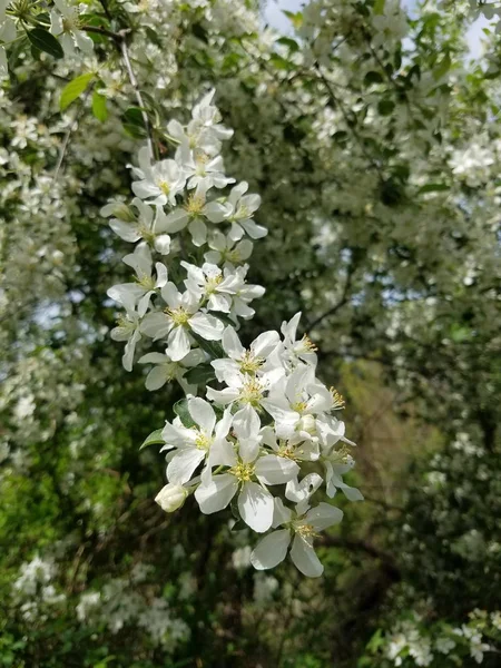 Bahçede Elma Ağacı Çiçekleri — Stok fotoğraf