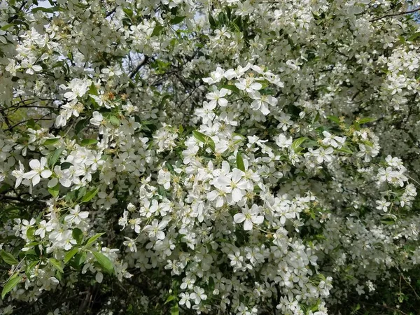 Pommier Fleurit Dans Jardin — Photo