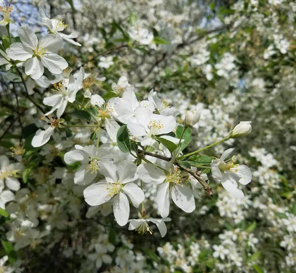 Apfelbaum Blüht Garten — Stockfoto