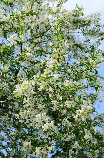 Apple Tree Virágok Kertben — Stock Fotó