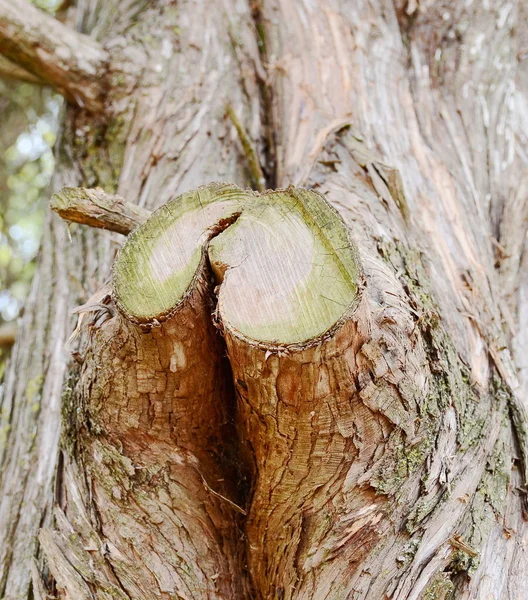 Υφή Φλοιού Δέντρου Closeup — Φωτογραφία Αρχείου