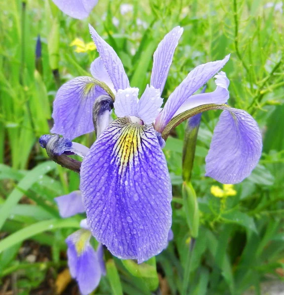 Cerca Flores Iris — Foto de Stock