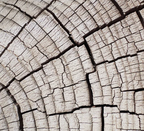 Cirkel Trädet Bark Textur — Stockfoto