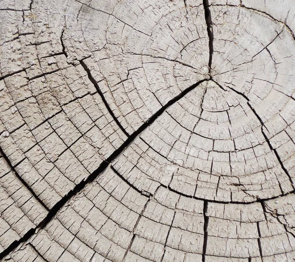 Circle Tree Bark Texture — Stock Photo, Image