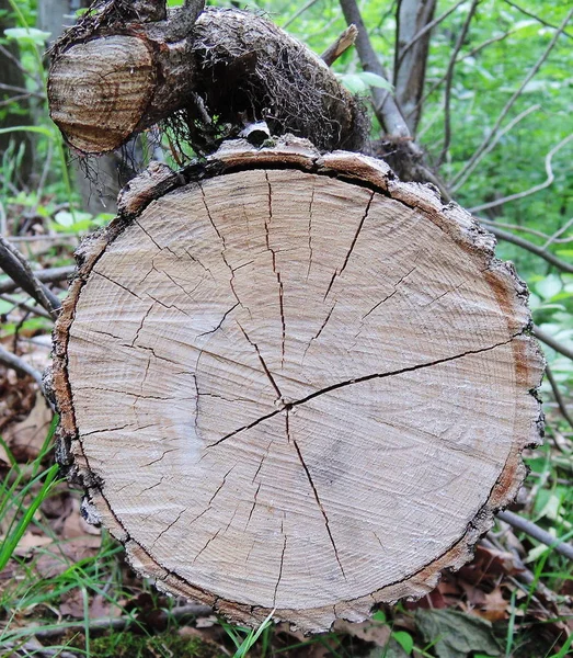 Κύκλος Δέντρο Φλοιός Υφή — Φωτογραφία Αρχείου