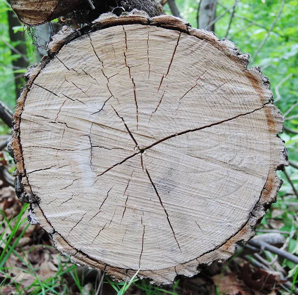 Circle Tree Bark Texture — Stock Photo, Image