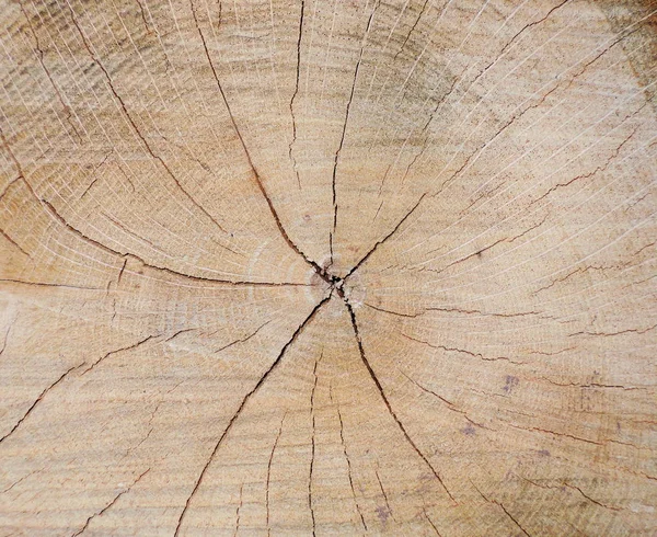 Textura Casca Árvore Círculo — Fotografia de Stock