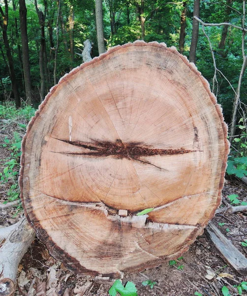 Circle Tree Bark Texture — Stock Photo, Image