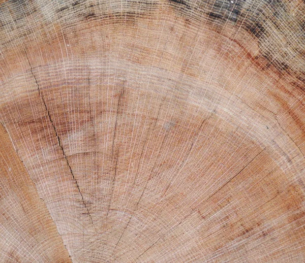 Текстура Кругової Корони Дерева — стокове фото